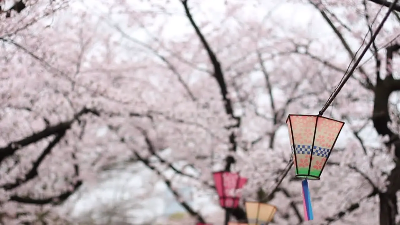 Vertical tilt video of colourful lanterns underneath osaka castle with pink full bloom cherry blossom trees