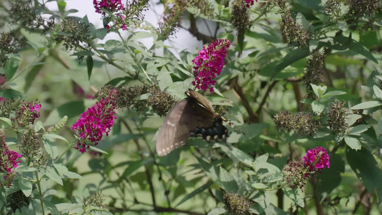 Butterfly Pollinating Flower in Slow Motion