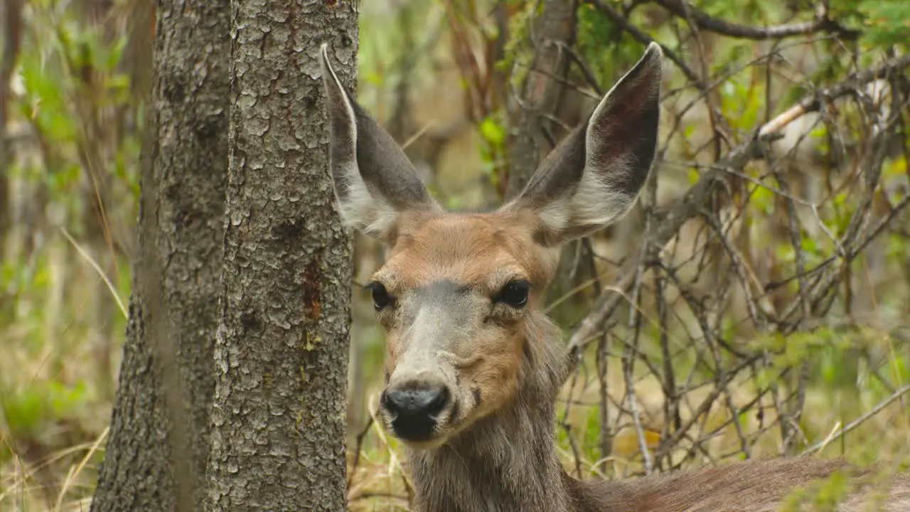 Deer listening and watching in the forest