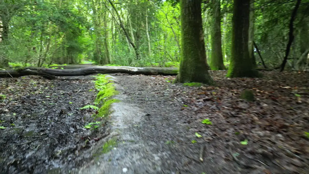 Low flight along woodland path in Spring with fallen tree crossing path vibrant colours of foliage coming into leaf