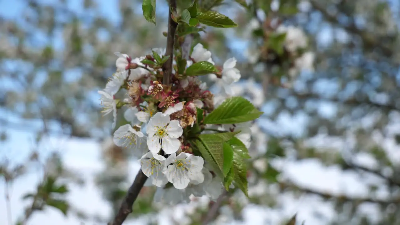 Cherry Blossom Tree in the wind