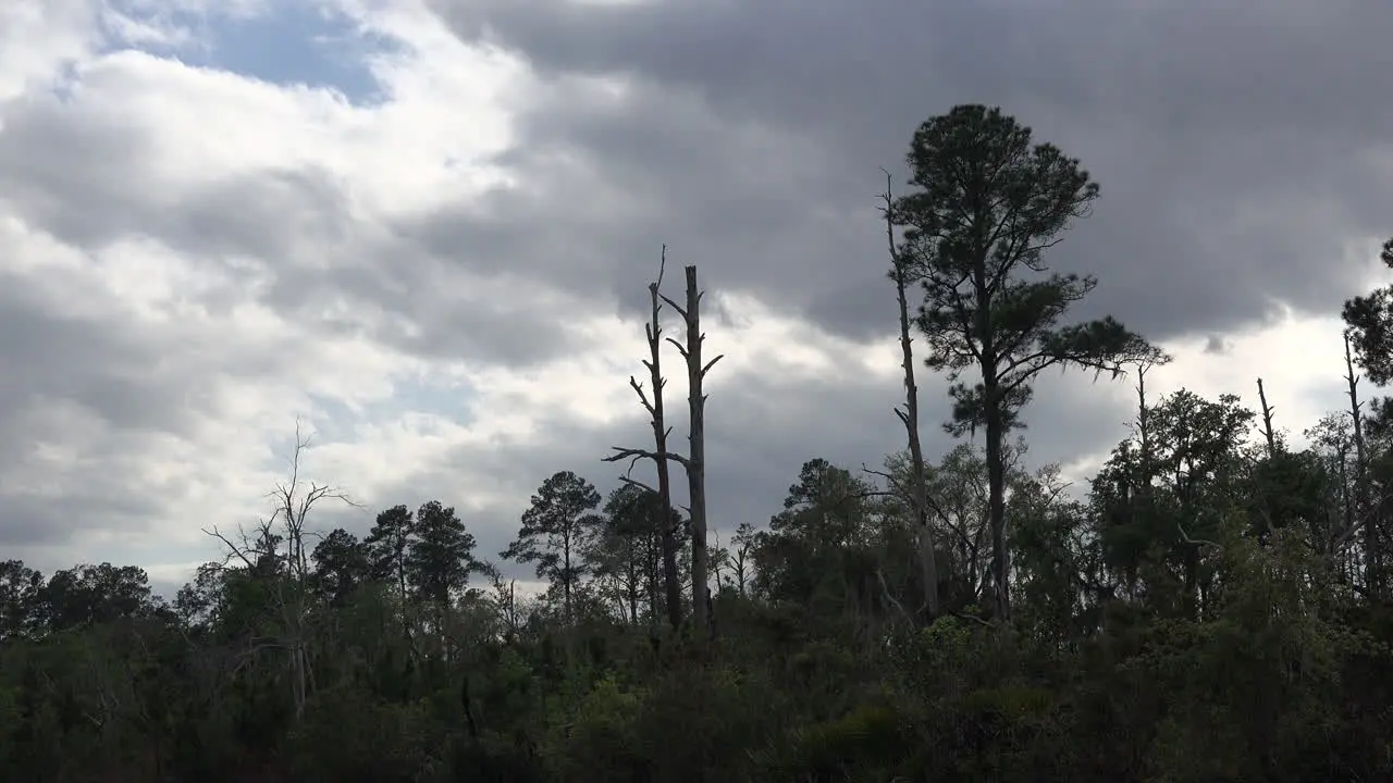 Georgia Okefenokee Dark Clouds Over Forest