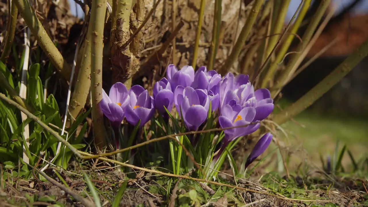 Purple crocus growing in the garden in spring time right before easter 4K Zoom In