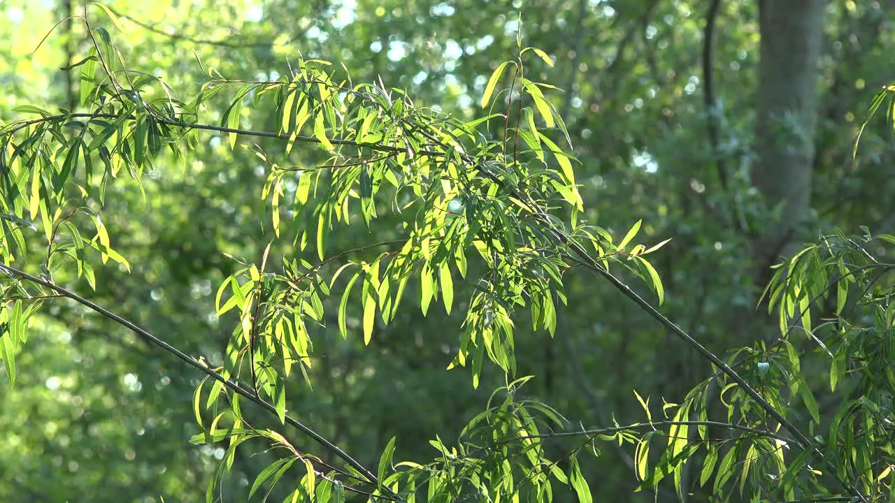 Green Leaves And Flying Insects