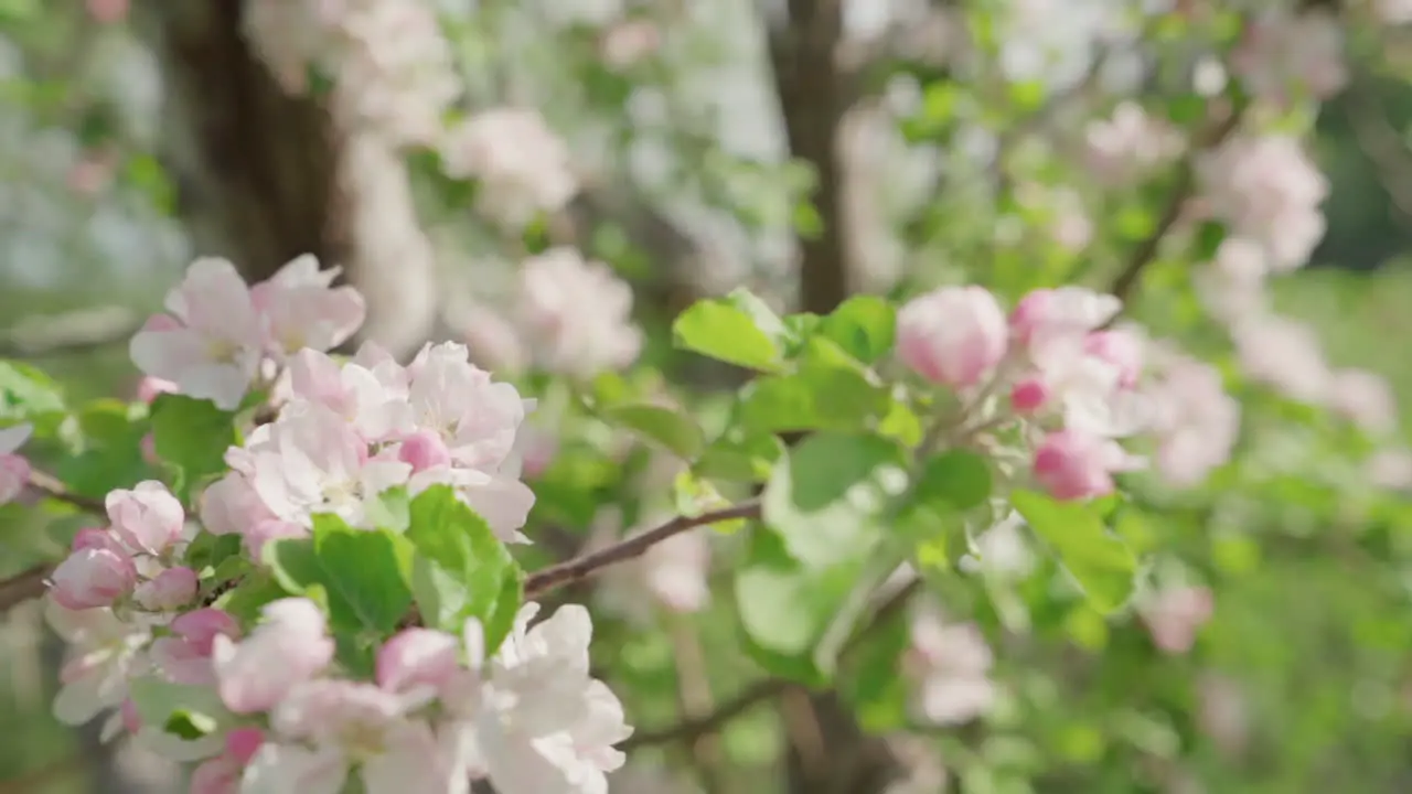 Apple blossoms during spring in slow motion