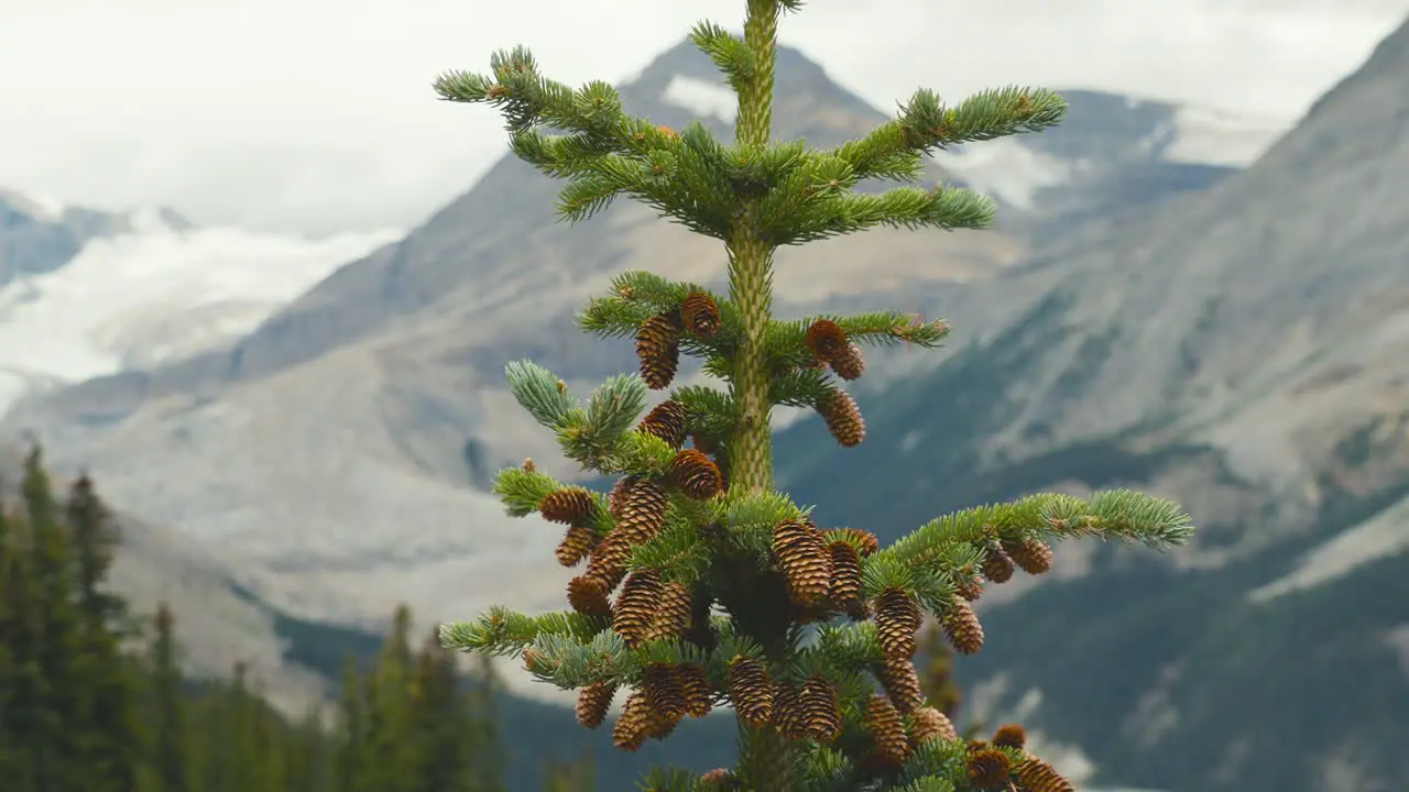 A closeup shot of a pine tree and the scenery of the Canadien mountains of Alberta in Canada on a cloudy day