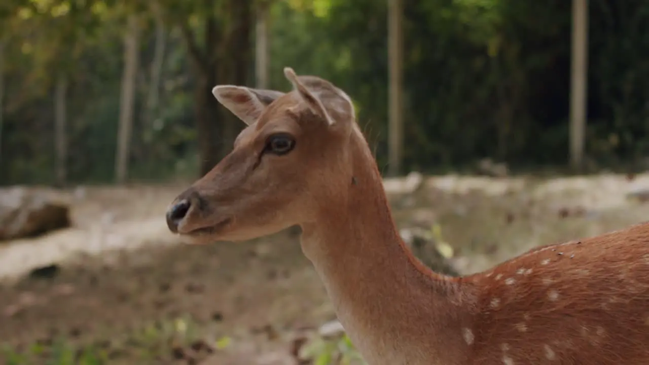 Portrait of a female fallow deer in a forest in the middle of Italy