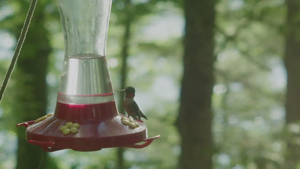 A hummingbird drinks at a feeder and then flies away when another one approaches in slow motion