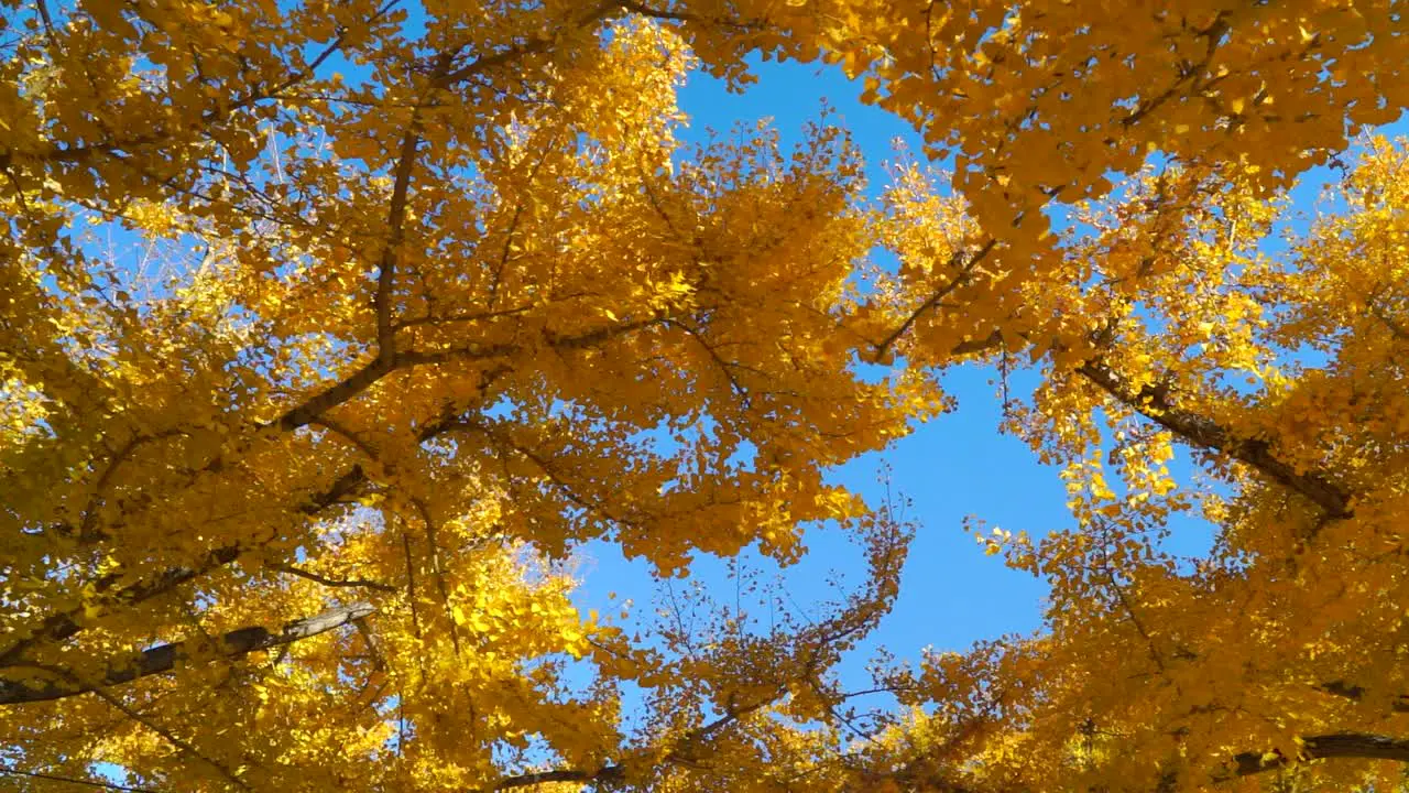 Stunning close up slow motion footage of bright yellow ginko leaves