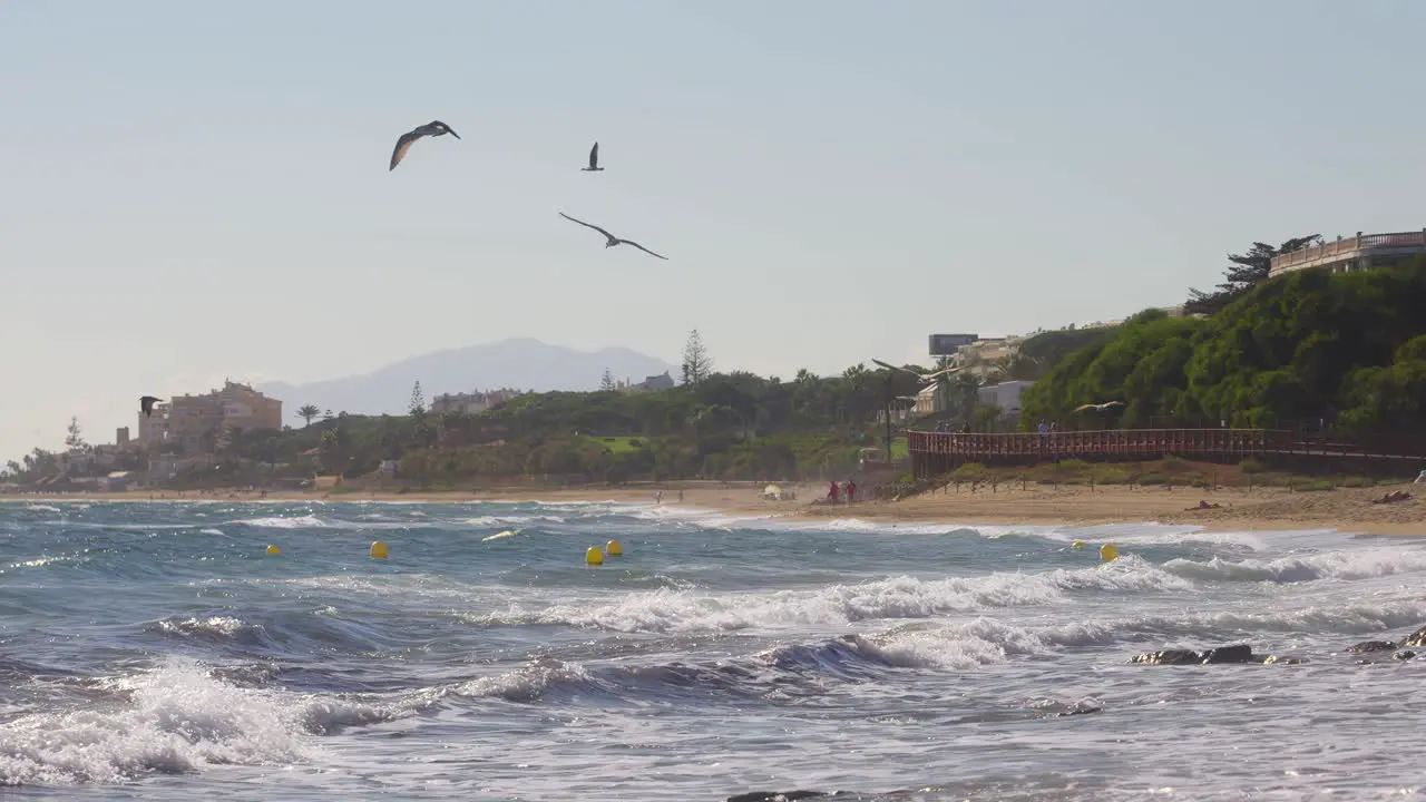 Seagulls flying in slow motion near the coastline