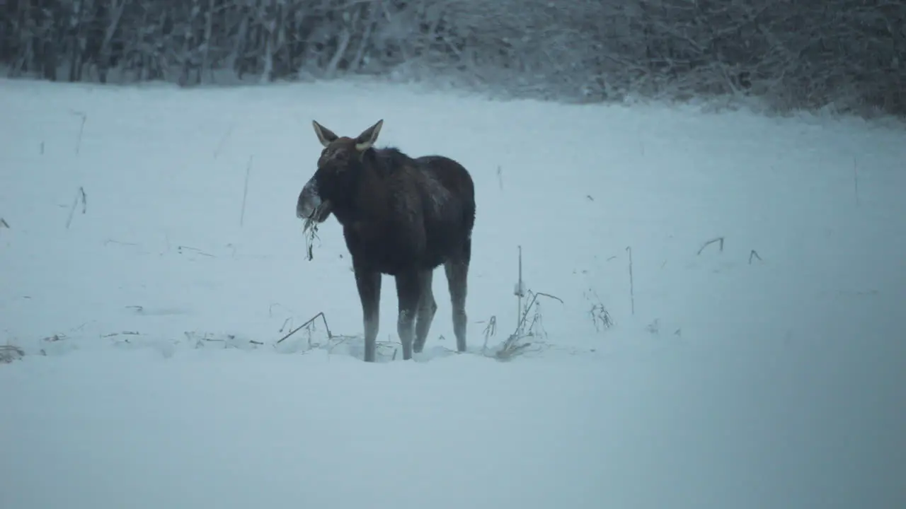 Wild moose search for food under snow and looks to camera slow motion view