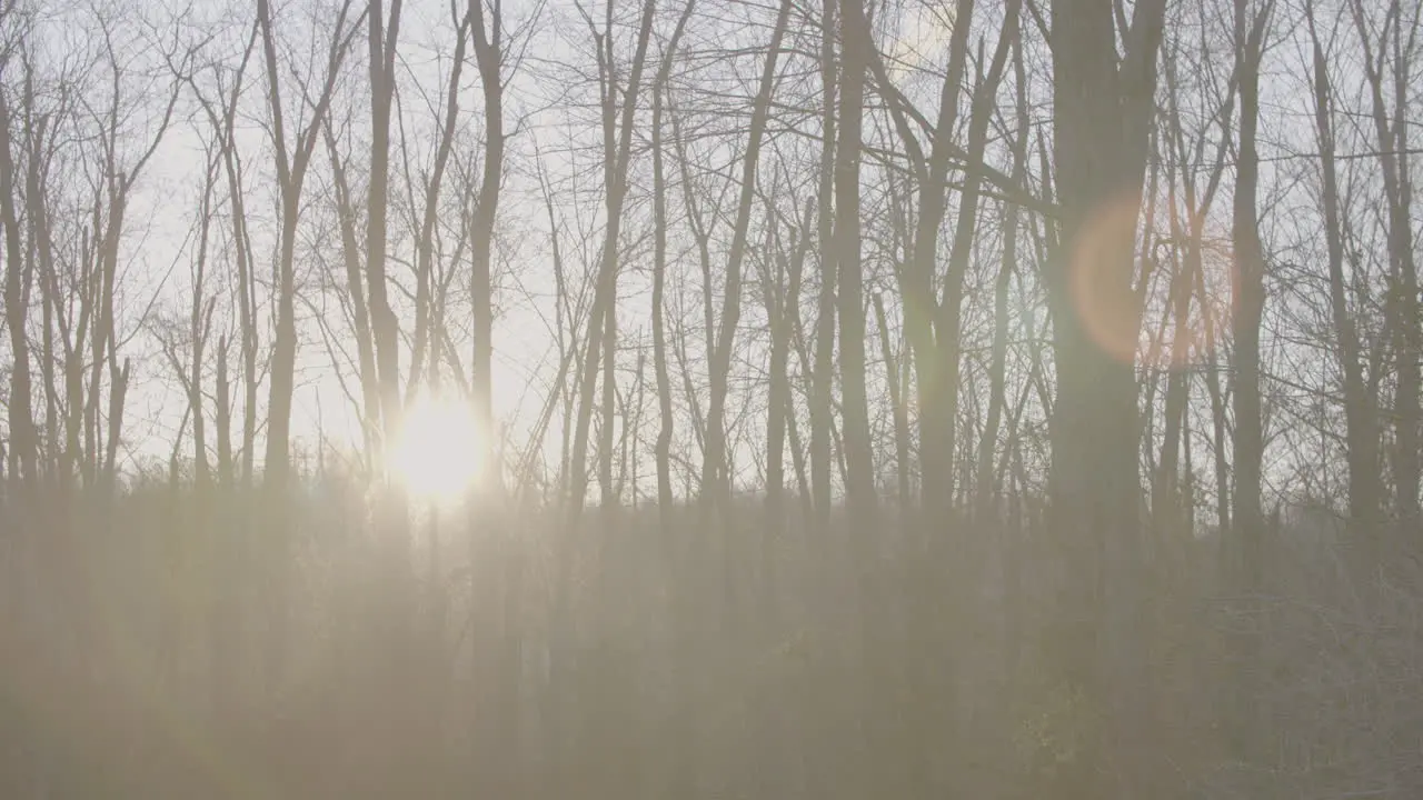 sun shines through the fall trees_lens flares_slo-mo