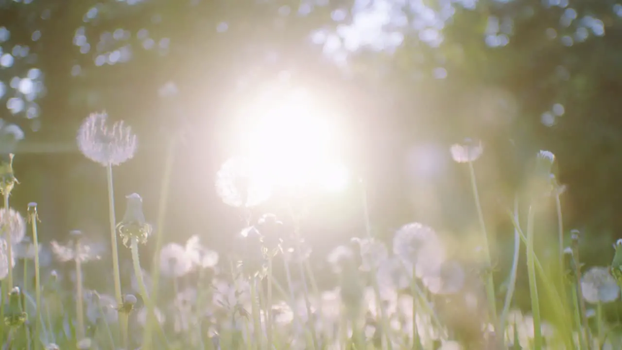 Dandelions with sunburst in the park