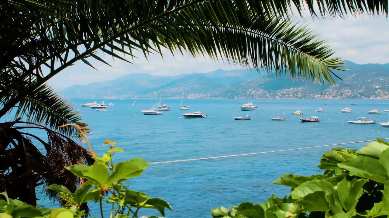 Boats and yachts seen through vegetation Summer daylight