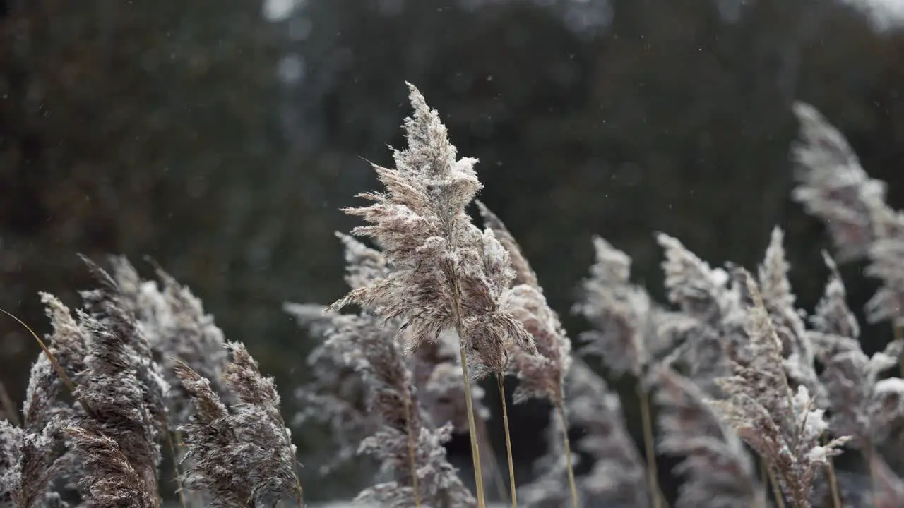 Reed Grass Phragmites blowing in the wind with snowfall in Winter