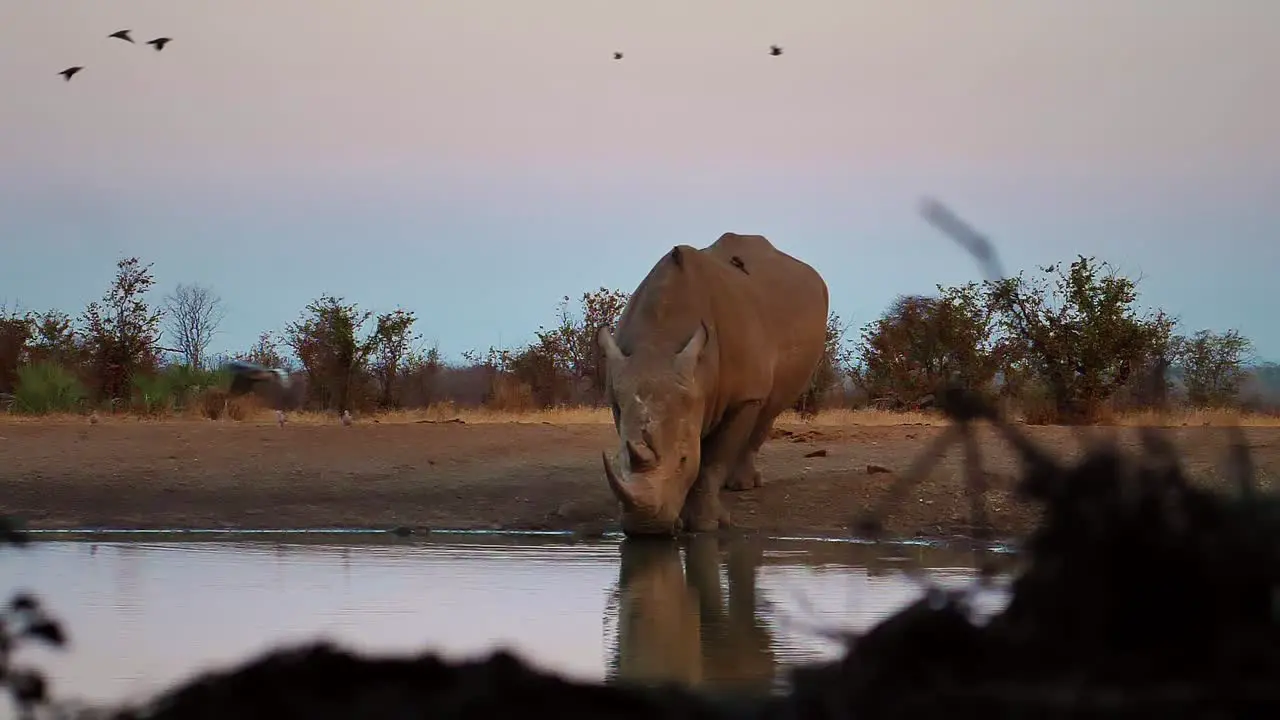 White Rhino in the wild drinking water during sunset in Zimbabwe slow motion