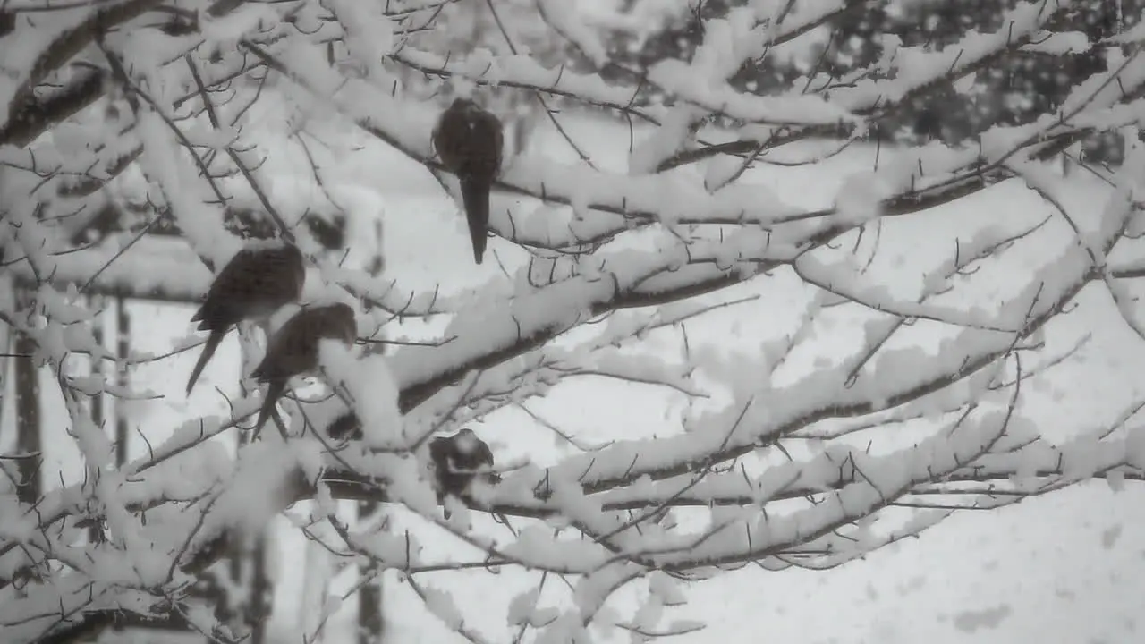 Mourning doves perch in a tree as large fluffy snowflakes fall in slow motion