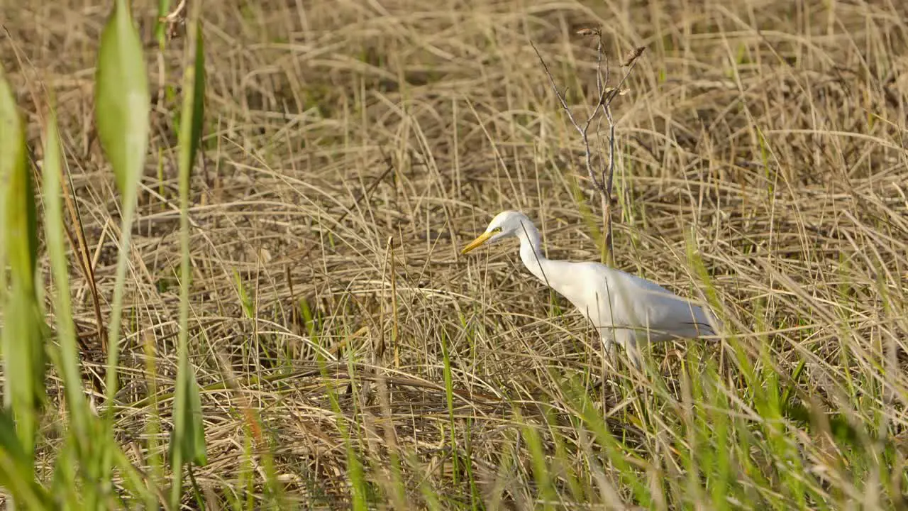 white egret walking and hunting in the swamp super slomo