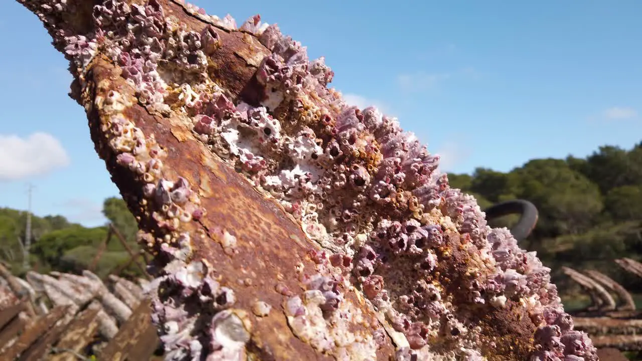 Barnacles on Rusty Anchor Closeup Detail Pedestal Shot