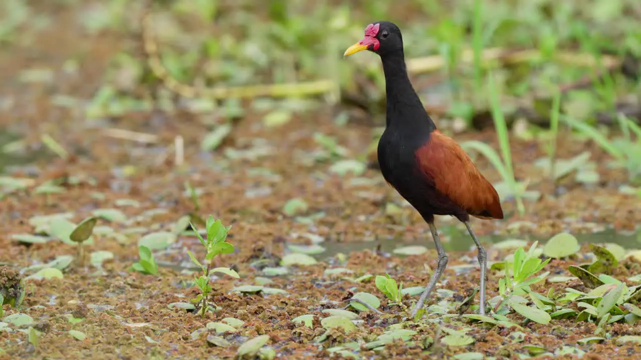 Majestic jacana standing wetland looks around nature wildlife day