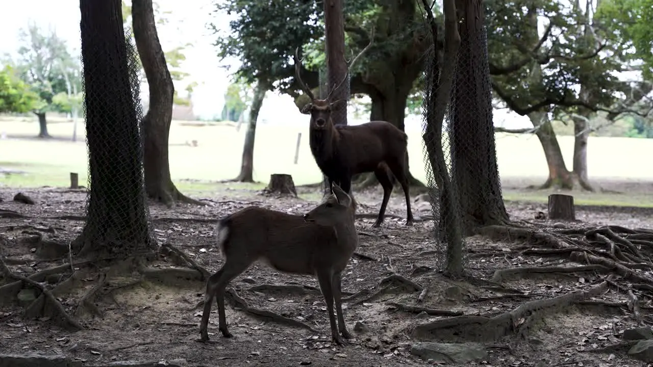 Pair Of Deer Standing Off Each Other At Nara Deer Park