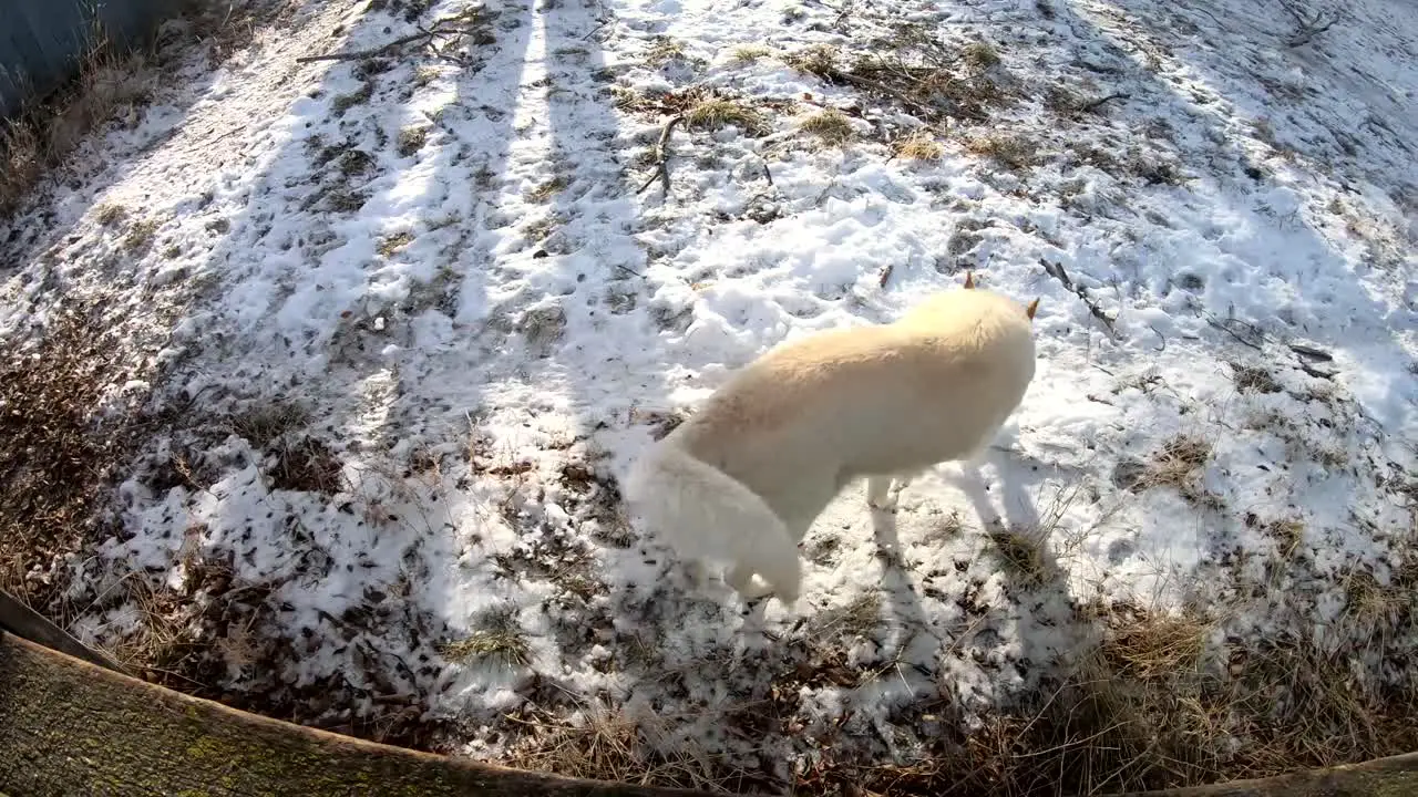 SLOW MOTION White husky dog jumping up onto a fence in a backyard of a home