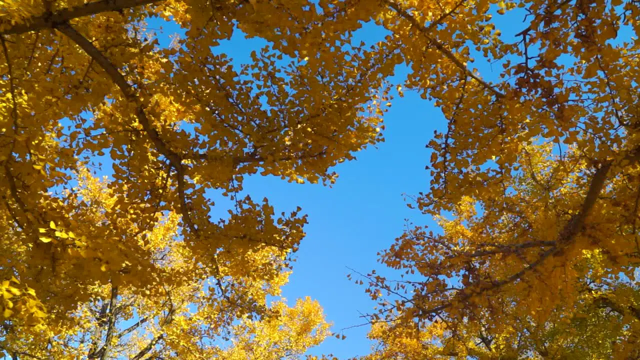 Incredible autumn color view of vibrant yellow ginko trees