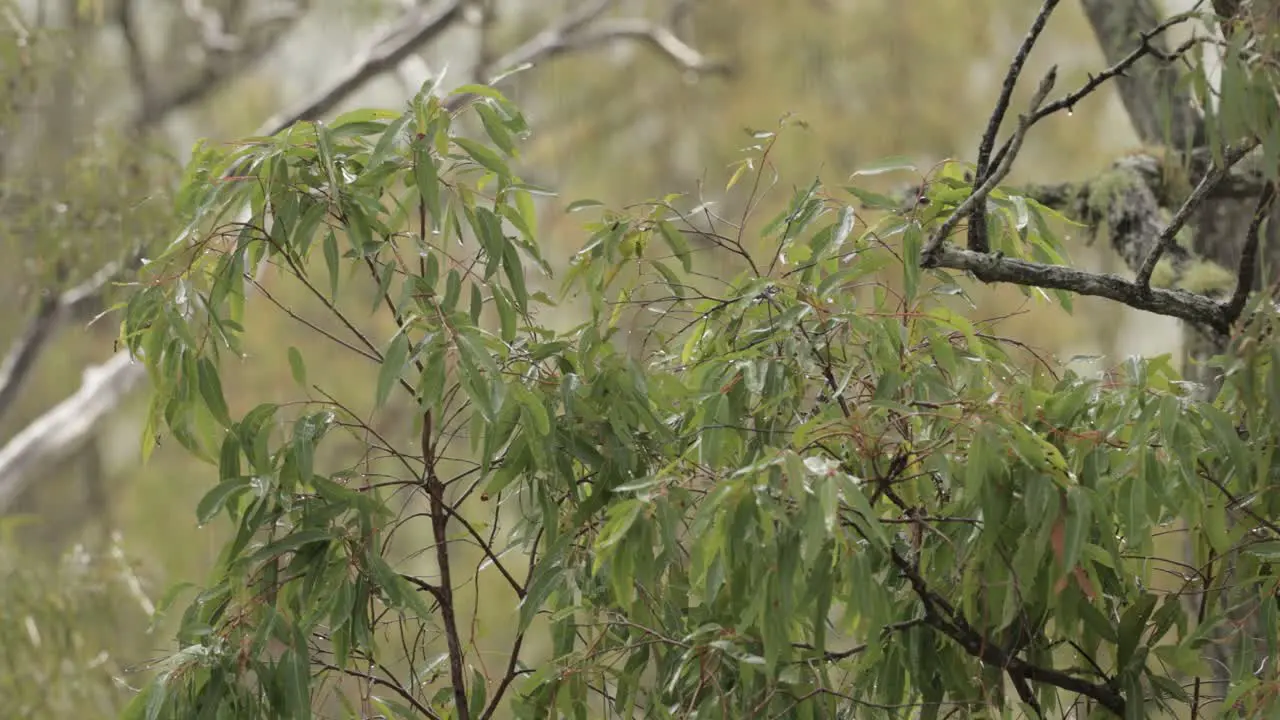 Australian native bushland in Lamington Scenic Rim under gentle rain and wind