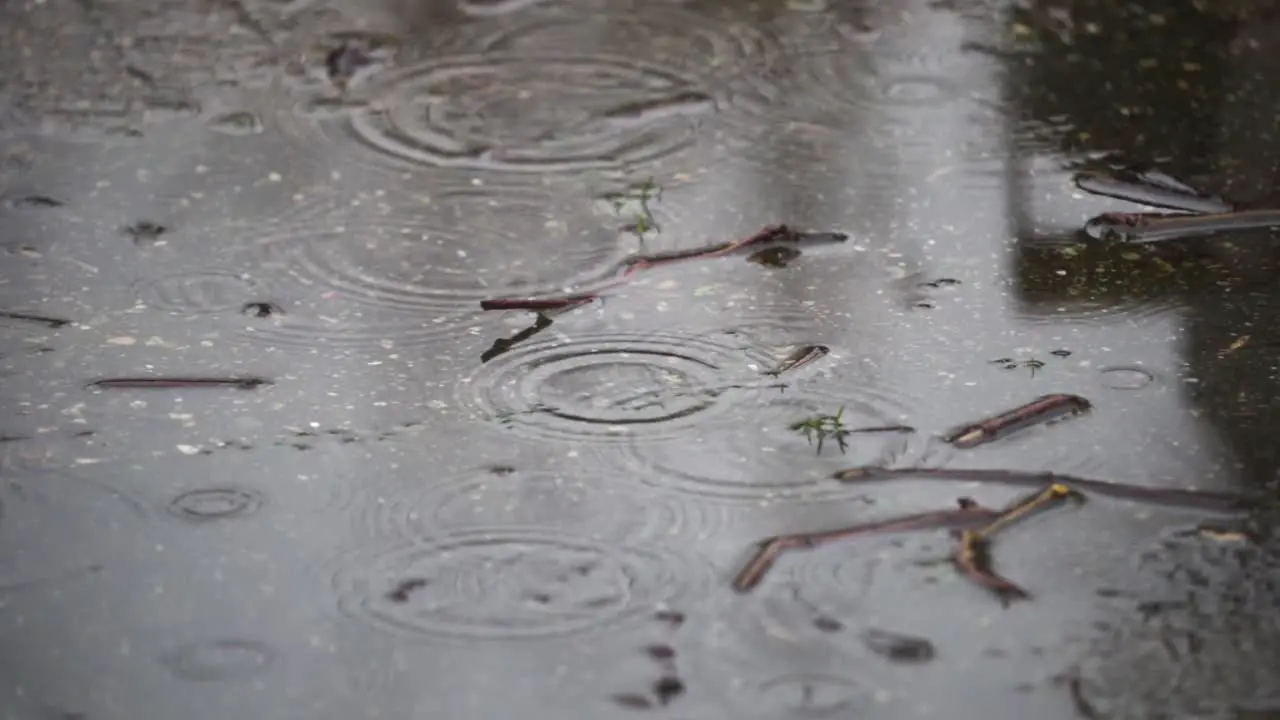 Rain causes ripples in a puddle full of sticks and leaves