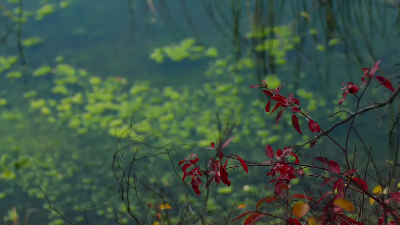 Swamp with red leaves rack focus