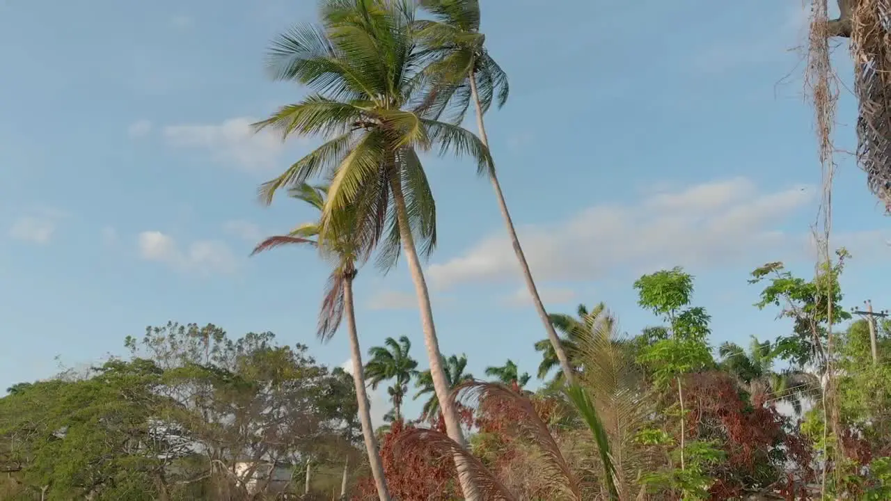 Coconut Palm Tree reveal shot from the island of Trinidad and Tobago in the Caribbean using the DJI Mavic Air upward gimbal position