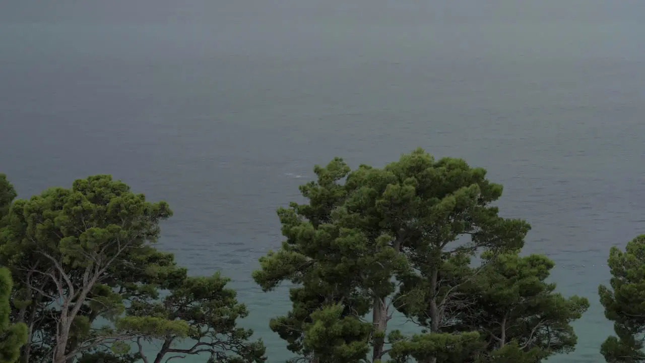 Panning shot of the Adriatic sea with Green Aleppo Pine trees in the foreground during rain