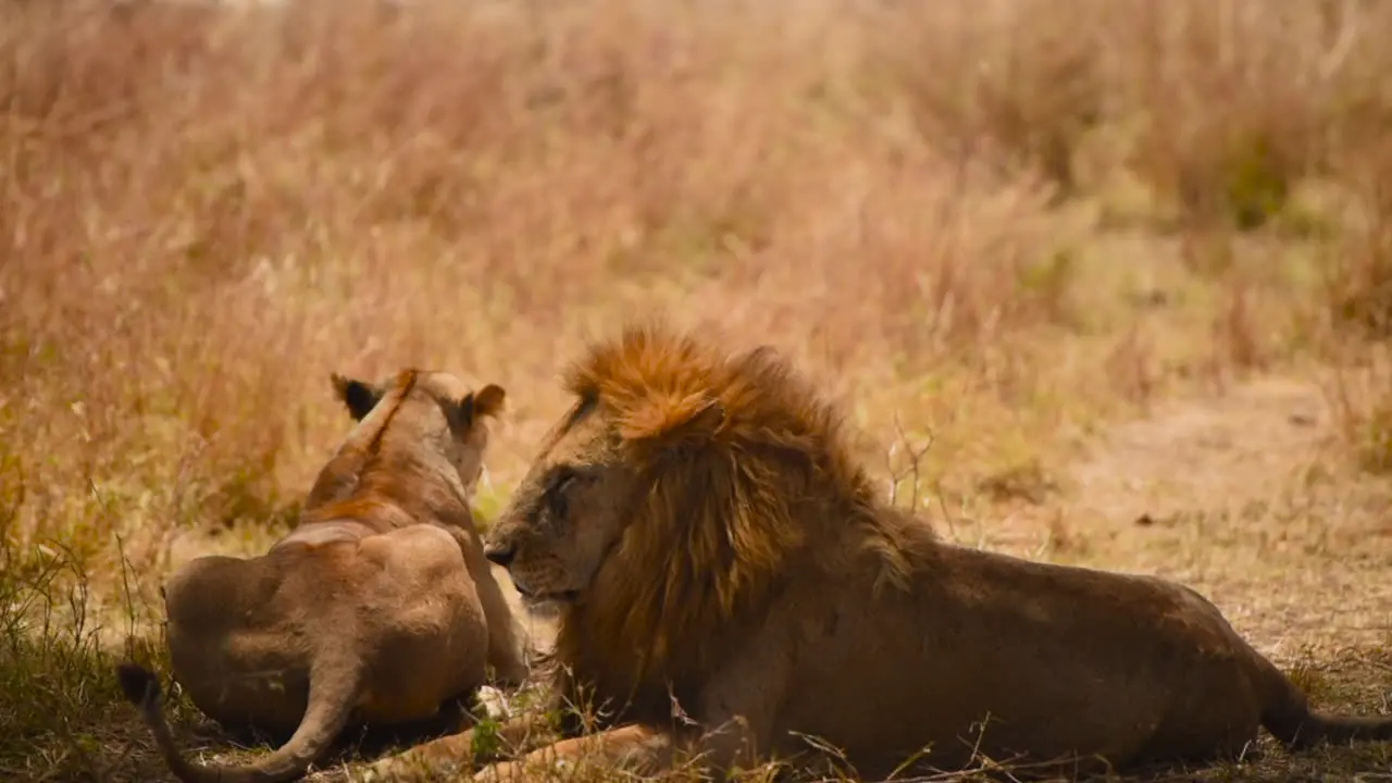 Sitting lioness lion stands up walks wildlife Serengeti Tanzania day