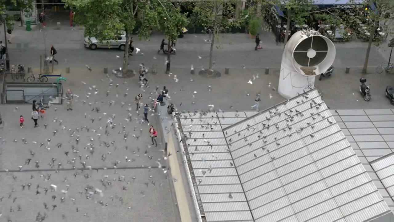 A great number of pigeons flying around square in Paris