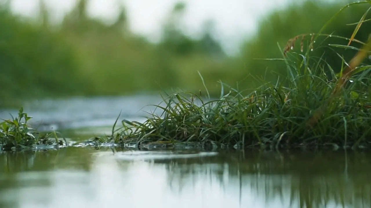 Rainy weather in the afternoon rain on the grass wild grass in the rain wild nature rain pouring on the gras in the evening