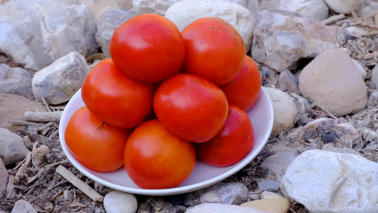 Stack of large red and ripe tomatoes on plate in natural outdoors rocky environment ingredients for preparing healthy lunch during hike