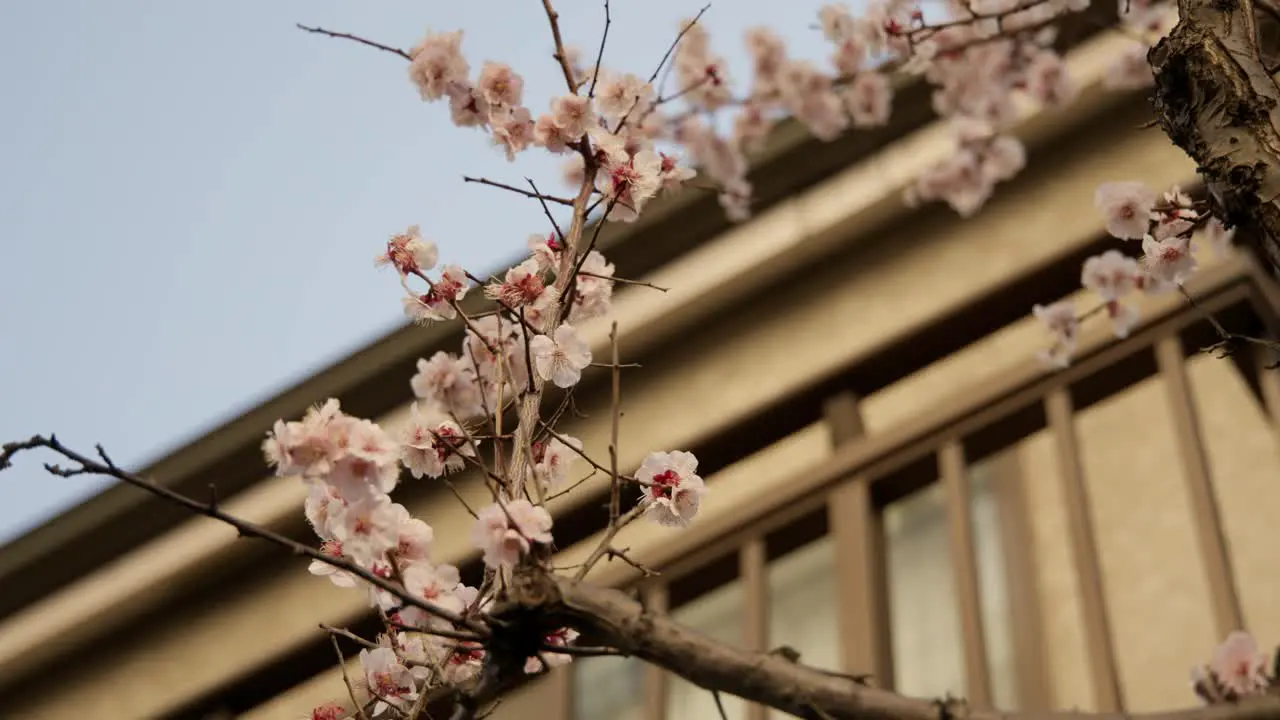 Plum Blossoms at House in Tokyo