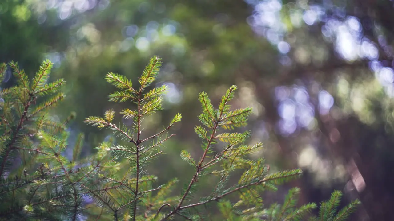 green conifer tree in the middle of the forest in the alps while spring