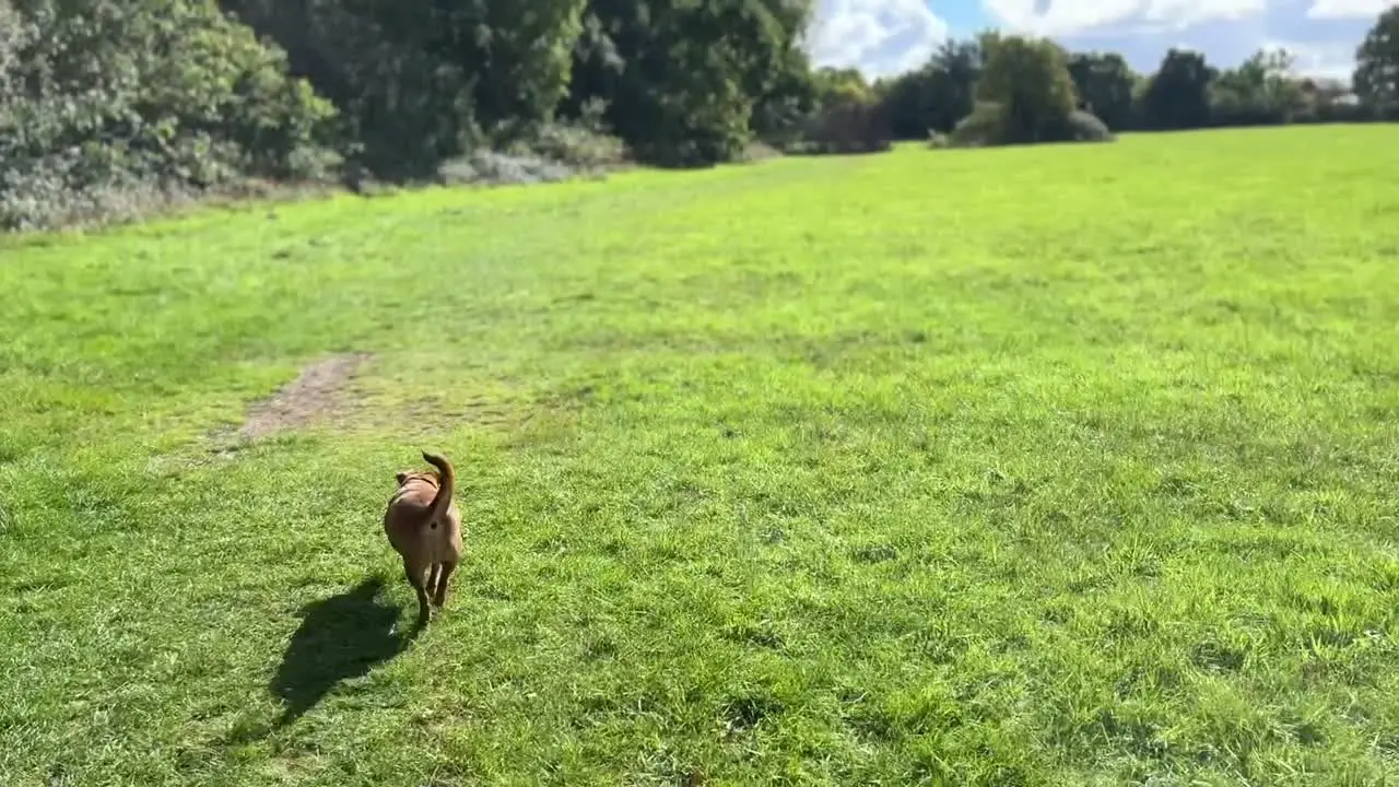 cute brown dog walking through a lovely massive feild in england starting of the view of the dog and ending with the vast scope of the feild