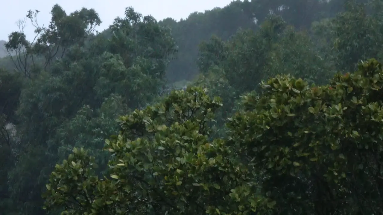 rain storm in forest on mountainside