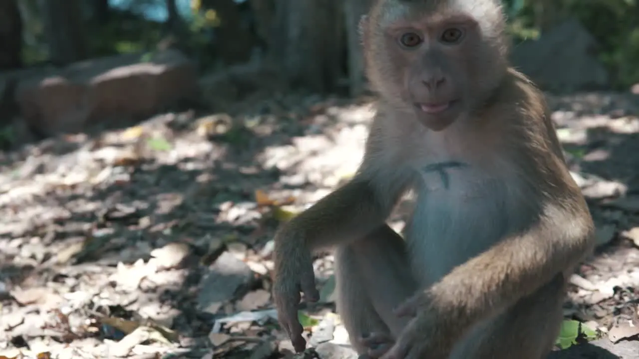 Chewing monkey sitting in dirt looking into the camera