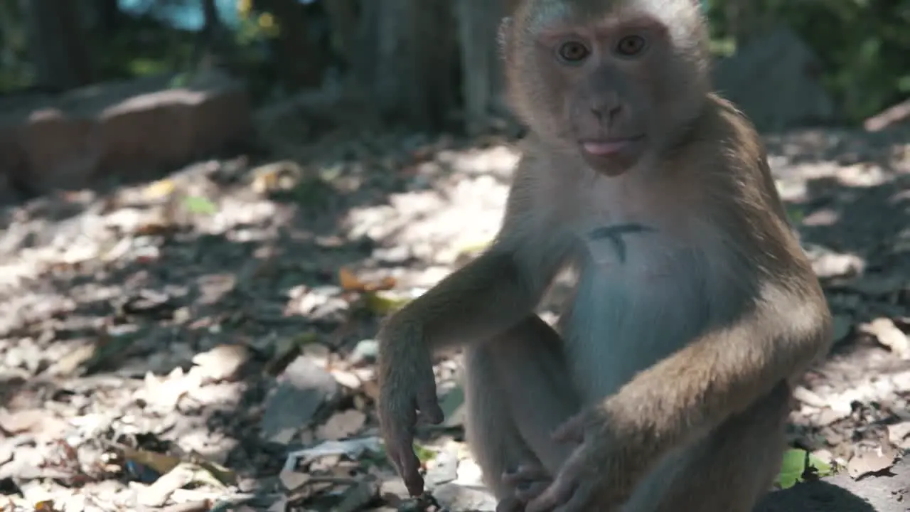 Monkey sitting next to a road looking into the camera following eyes