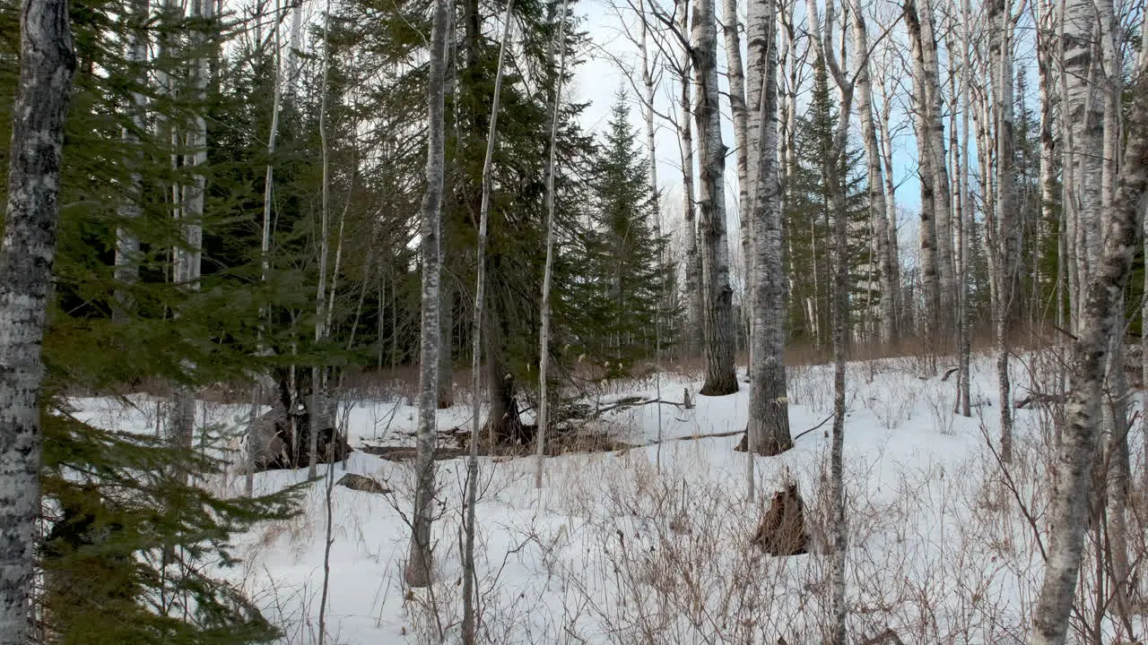 Northern Pine Forest In Winter With Blue Sky