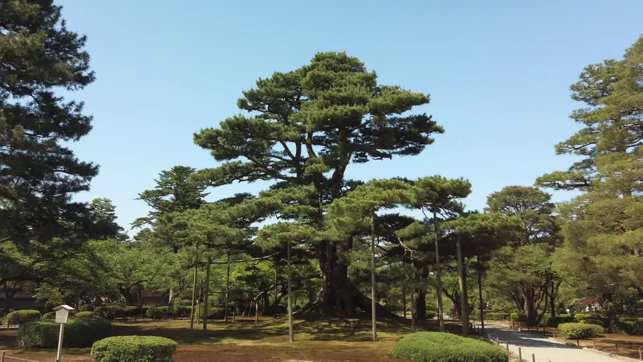 Large supported Tree in the Japanese Park Kenroku-en in Kanazawa City