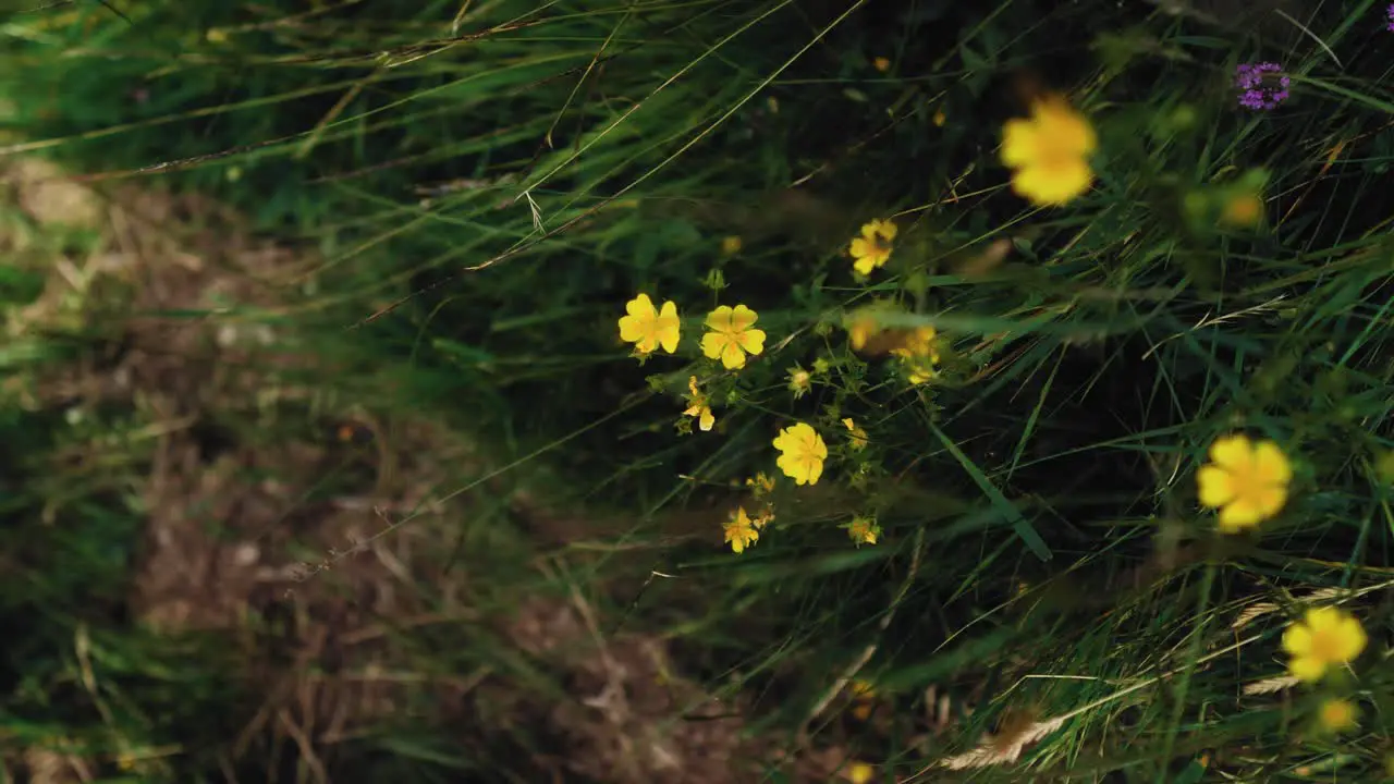 A close-up rotation shot of a yellow wildflower in a green grass meadow