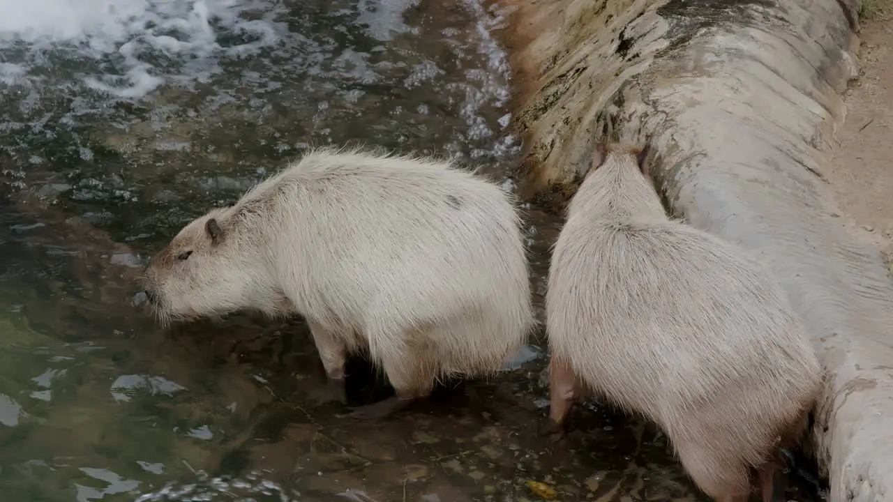 Capybara in the zoo