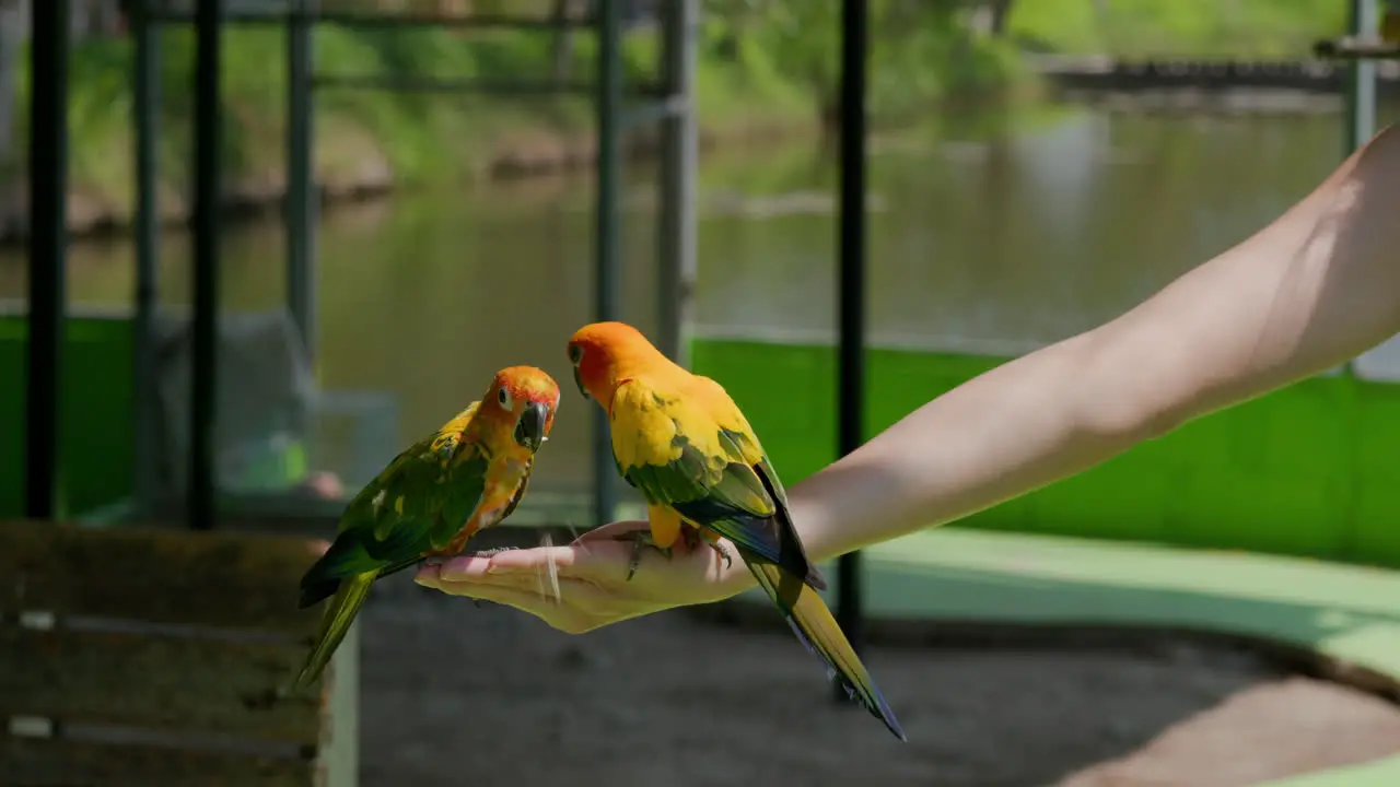 Beautiful parrots eating