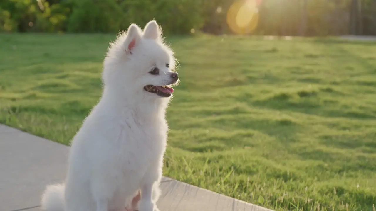 Pomeranian dog outdoors