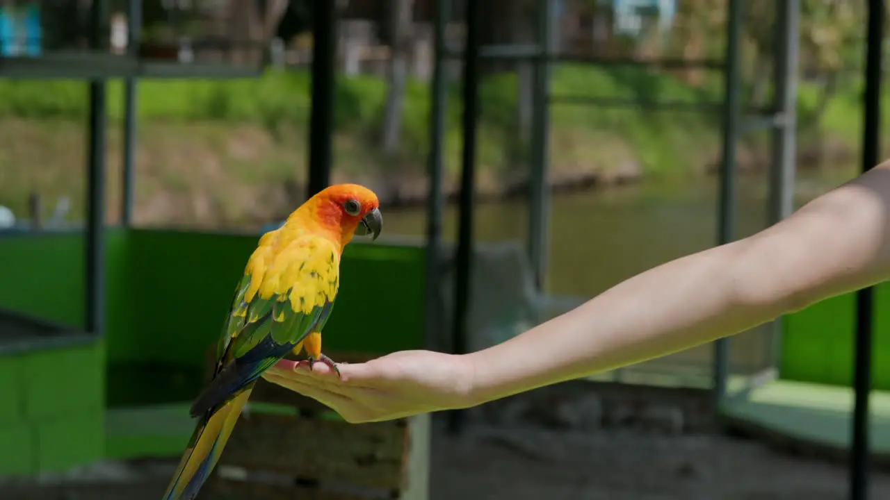 Beautiful parrot eating