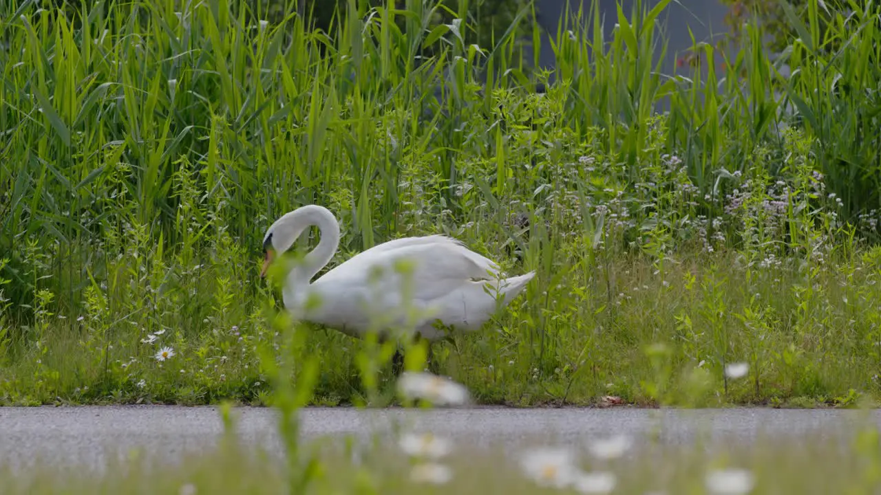 Swan in the park